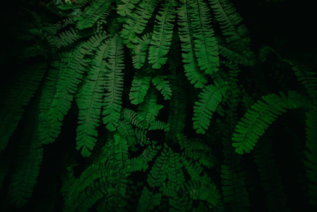 A close up of a plant with green leaves